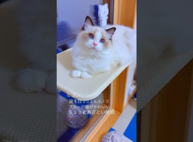 わたしはミヨン🌈とってもかわいい妹です💕💕　#ラグドール #子猫 #ragdollcat #kitten
