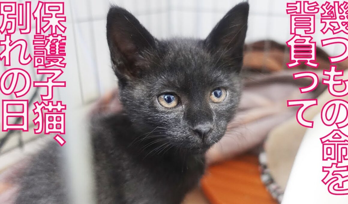 保護子猫の妹、様々な運命と別れの夜　The fatal black kitties