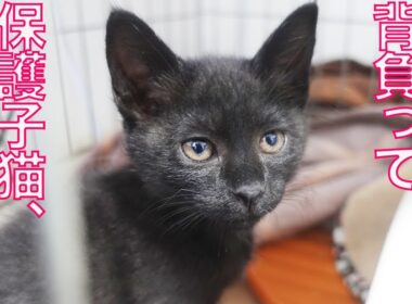 保護子猫の妹、様々な運命と別れの夜　The fatal black kitties