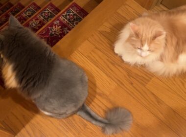 【階段降りない！？】朝なのに階段を降りないもふ猫たち…なぜ？？？ノルウェージャンフォレストキャットとターキッシュアンゴラ
