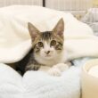 子猫が体調を崩した原因が判明しました...