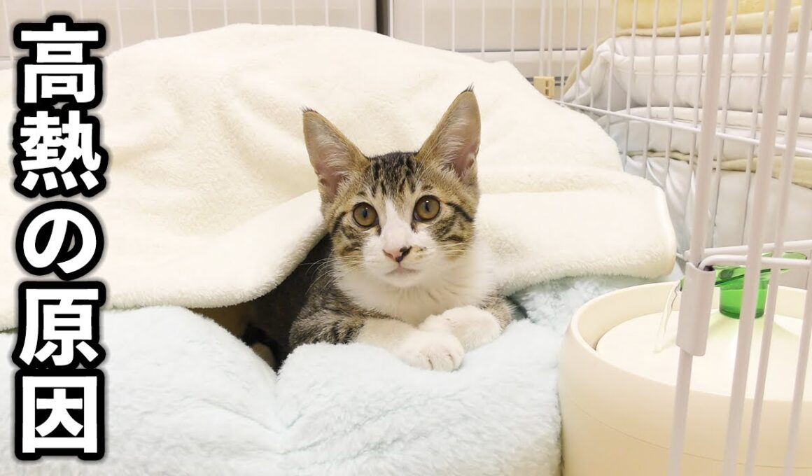子猫が体調を崩した原因が判明しました...