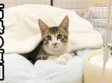 子猫が体調を崩した原因が判明しました...