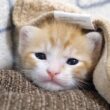 子猫が信じられないくらいカワイイ事になってて笑った【赤ちゃん猫　保護猫】