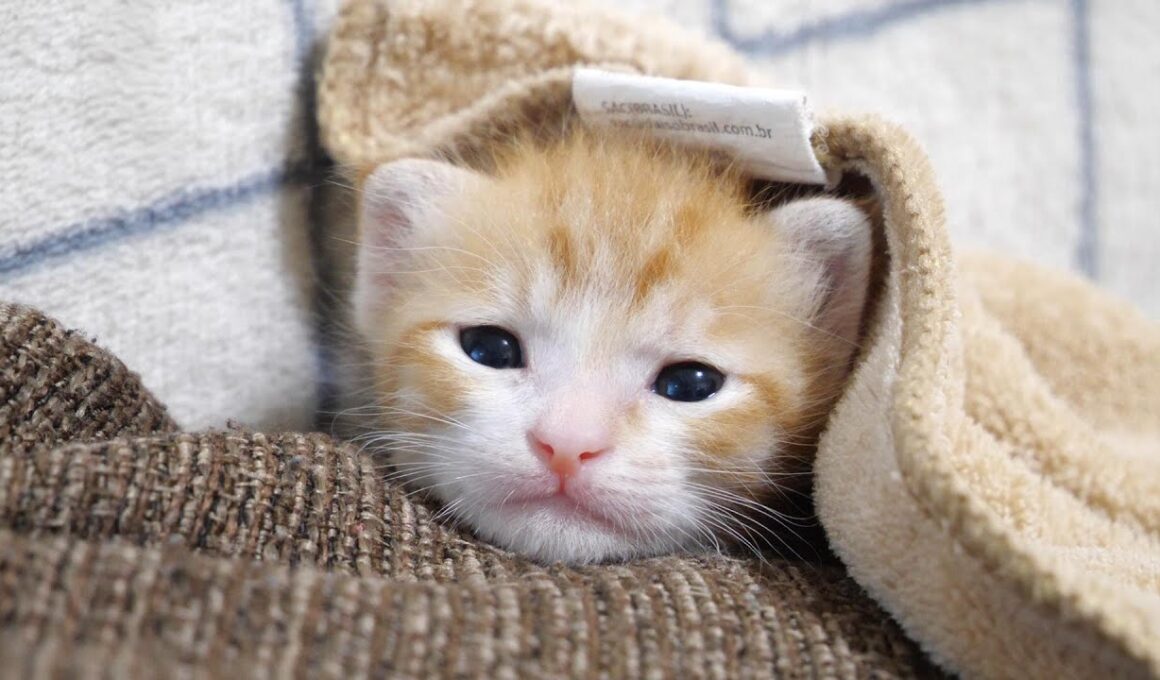 子猫が信じられないくらいカワイイ事になってて笑った【赤ちゃん猫　保護猫】