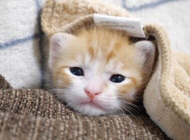 子猫が信じられないくらいカワイイ事になってて笑った【赤ちゃん猫　保護猫】