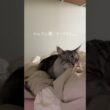 ふみふみするメインクーン #猫のいる暮らし#メインクーン #mainecoon #ラグドール #cat #ragdoll