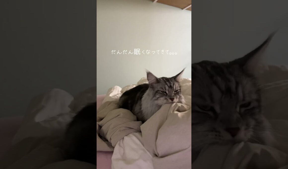 ふみふみするメインクーン #猫のいる暮らし#メインクーン #mainecoon #ラグドール #cat #ragdoll