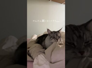 ふみふみするメインクーン #猫のいる暮らし#メインクーン #mainecoon #ラグドール #cat #ragdoll