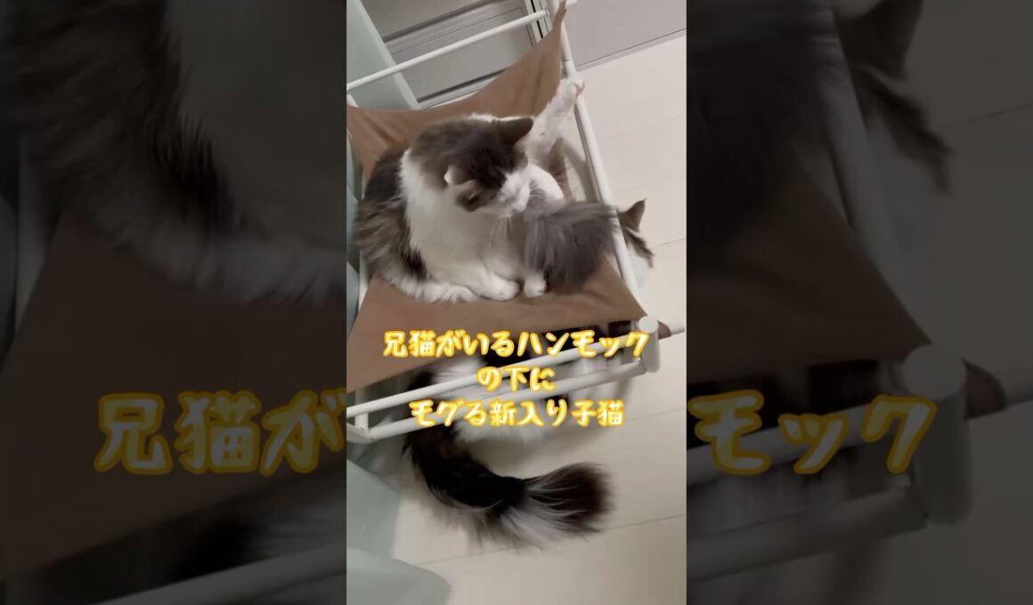 【兄弟猫】兄猫が乗るハンモックの下にモグる弟子猫 #ノルウェージャンフォレストキャット #kitten