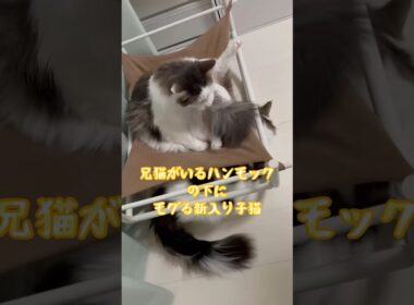 【兄弟猫】兄猫が乗るハンモックの下にモグる弟子猫 #ノルウェージャンフォレストキャット #kitten