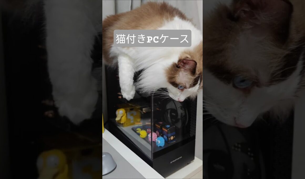 猫付きPCケース｜トイガー&ラグドール　#catshorts　#猫のいる暮らし