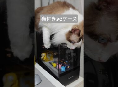 猫付きPCケース｜トイガー&ラグドール　#catshorts　#猫のいる暮らし