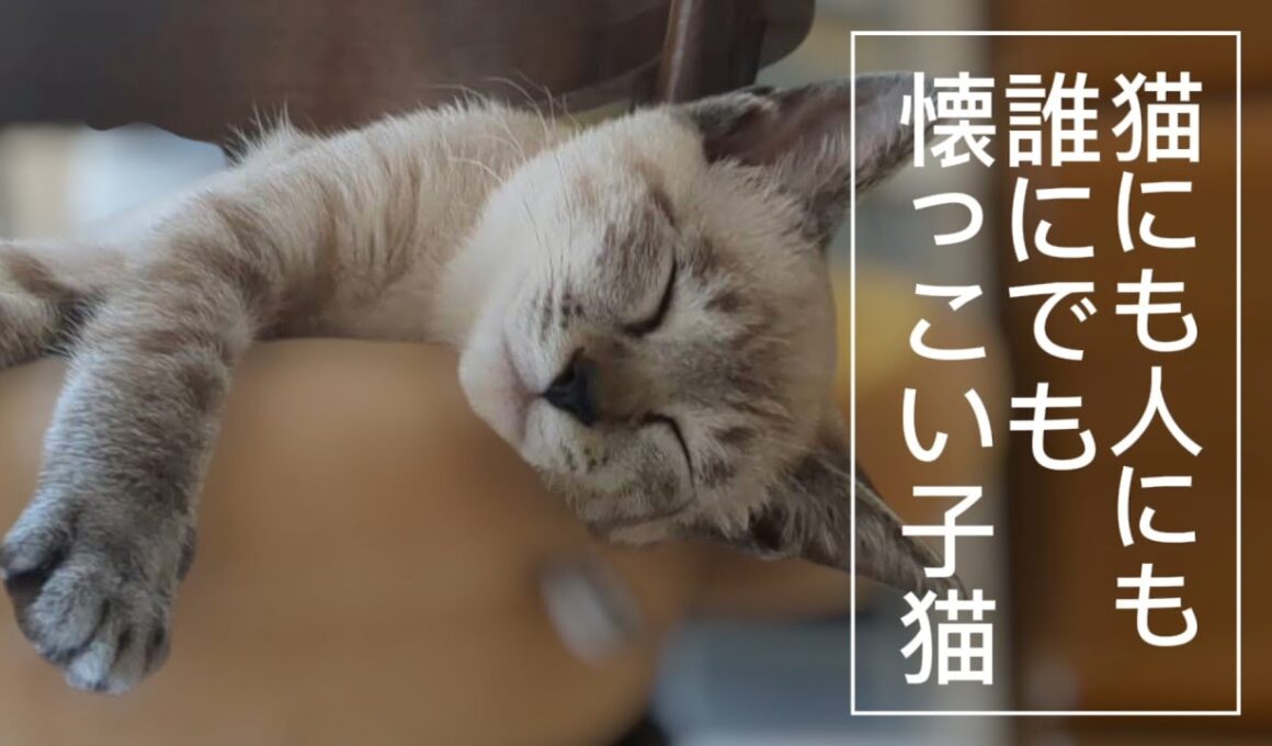 【子猫】超積極的な子猫がやってきた！（２日目）