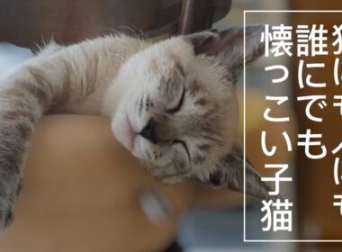 【子猫】超積極的な子猫がやってきた！（２日目）