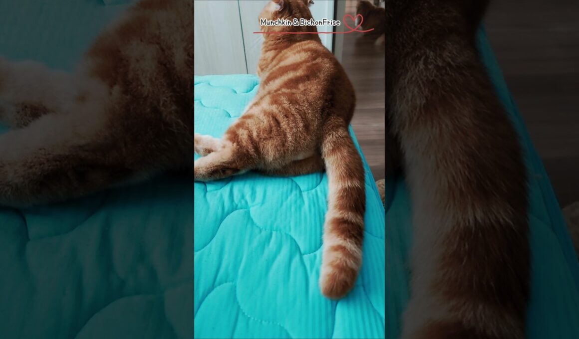 【マンチカン】尻尾はみんな生きている！ 【犬と猫、両方飼ってると毎日かわいい♥】