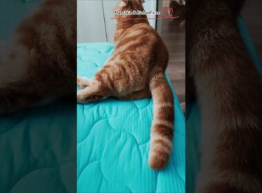 【マンチカン】尻尾はみんな生きている！ 【犬と猫、両方飼ってると毎日かわいい♥】