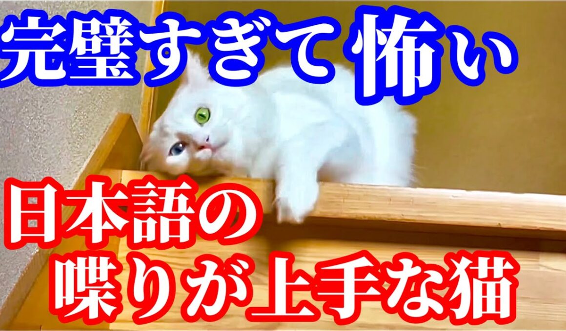 はっきり日本語をしゃべる優しいお姉ちゃん猫