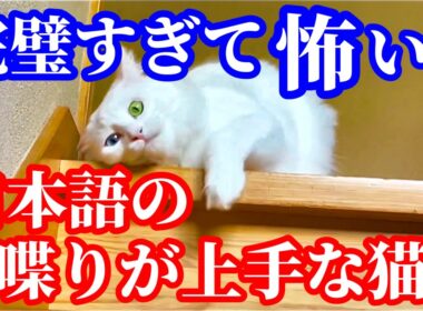 はっきり日本語をしゃべる優しいお姉ちゃん猫