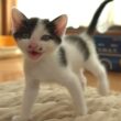 目が合うとたくさんおしゃべりしてくれる子猫たち