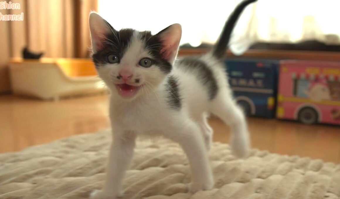 目が合うとたくさんおしゃべりしてくれる子猫たち