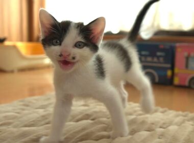 目が合うとたくさんおしゃべりしてくれる子猫たち