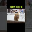 子猫の文句...笑#shorts