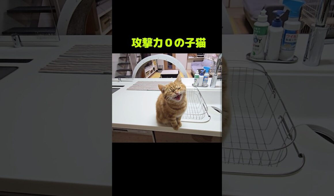 子猫の文句...笑#shorts