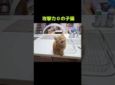 子猫の文句...笑#shorts