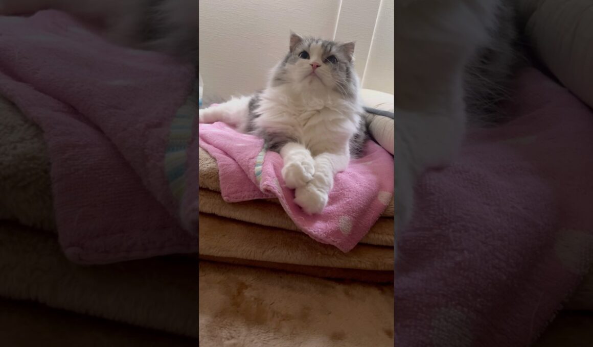 #癒し #cat #スコティッシュフォールド #おうちゃん