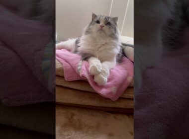 #癒し #cat #スコティッシュフォールド #おうちゃん
