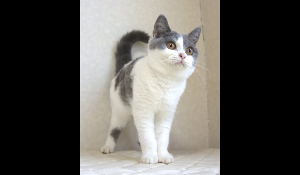 ブリティッシュショートヘアー子猫　British Shorthair　2025.4.14産まれ　　ブルー＆ホワイト　女の子　シーダキャット猫のお店