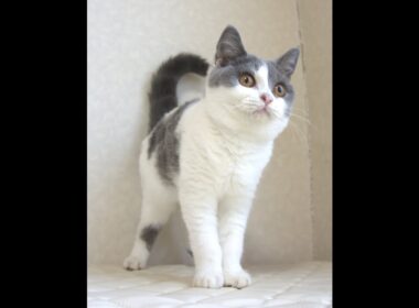 ブリティッシュショートヘアー子猫　British Shorthair　2025.4.14産まれ　　ブルー＆ホワイト　女の子　シーダキャット猫のお店