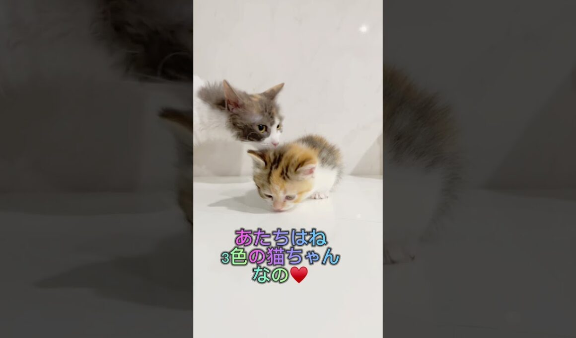 3色カラーのマンチカンちゃん③♥️ 【お問合せ詳細は説明欄に記載あります】 #ブリーダー直販 #ラパーマ #猫 #猫のいる暮らし #子猫 #マンチカン #ミヌエット #子猫販売