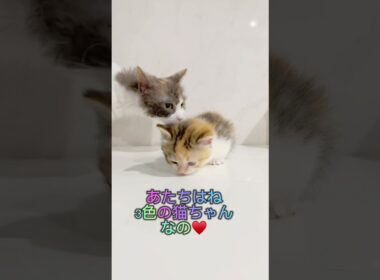 3色カラーのマンチカンちゃん③♥️ 【お問合せ詳細は説明欄に記載あります】 #ブリーダー直販 #ラパーマ #猫 #猫のいる暮らし #子猫 #マンチカン #ミヌエット #子猫販売