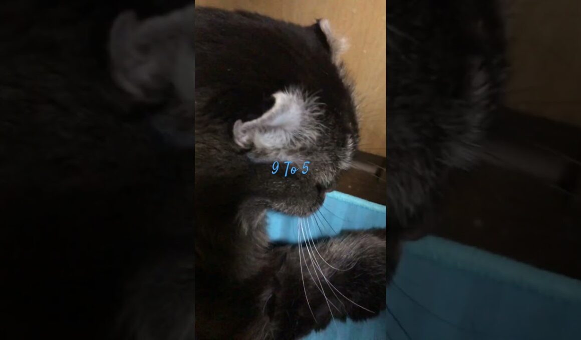 #アメリカンカール#猫のいる暮らし#cat#SheenaEaston#9To5