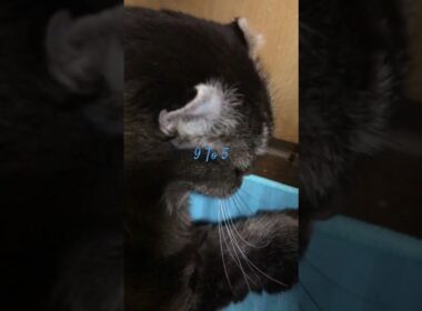 #アメリカンカール#猫のいる暮らし#cat#SheenaEaston#9To5