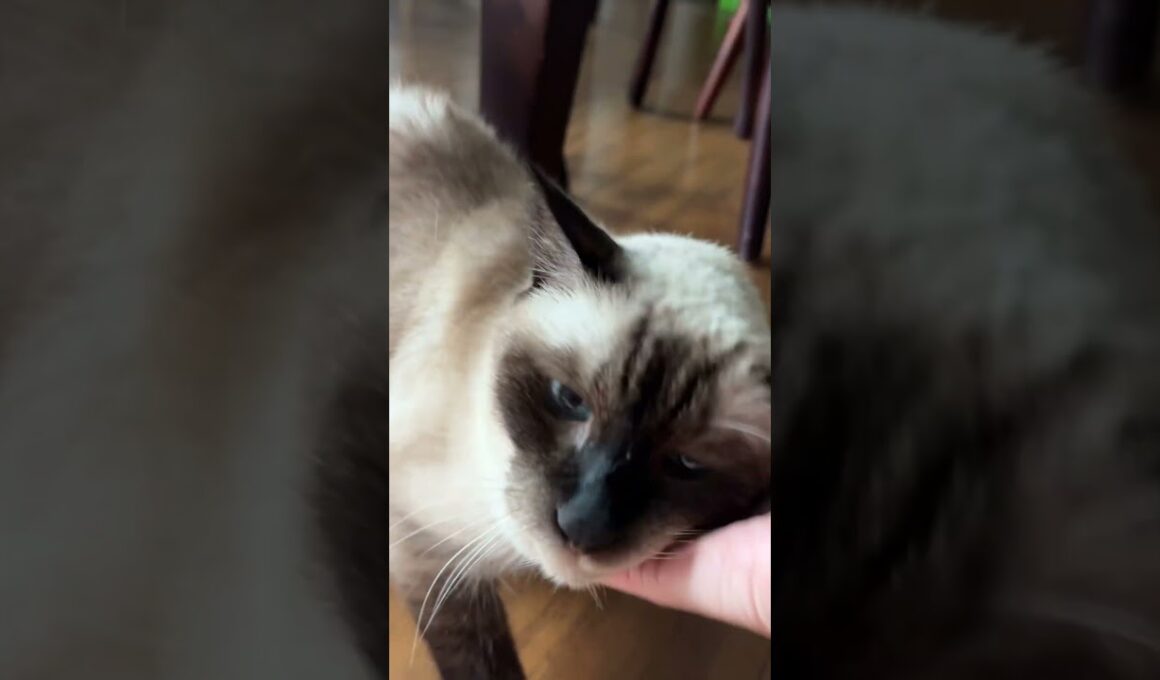 [따루] 수다쟁이 샴고양이 달이 #siamese