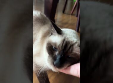 [따루] 수다쟁이 샴고양이 달이 #siamese