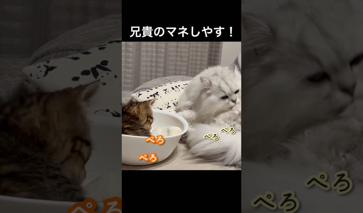 信頼関係が築けてきたのかな？#ペルシャ#チンチラ#猫#ねこ #猫のいる暮らし #癒し #いやし#cat  #ふわふわ #野良猫 #キジトラ