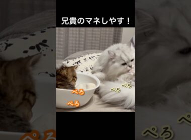 信頼関係が築けてきたのかな？#ペルシャ#チンチラ#猫#ねこ #猫のいる暮らし #癒し #いやし#cat  #ふわふわ #野良猫 #キジトラ