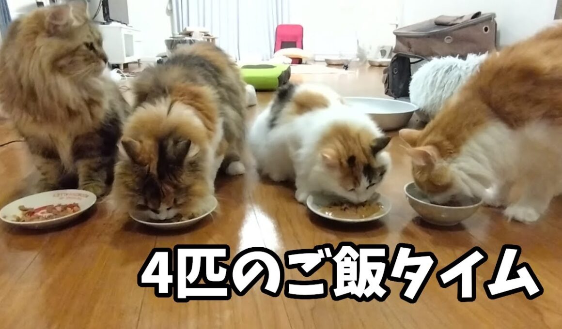 猫のご飯準備してたら、待ち切れない顔でそわそわしてた🍚【ご飯日記①】
