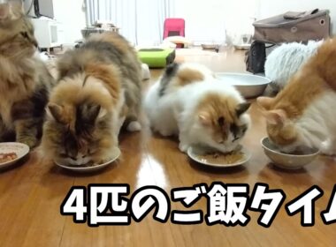 猫のご飯準備してたら、待ち切れない顔でそわそわしてた🍚【ご飯日記①】