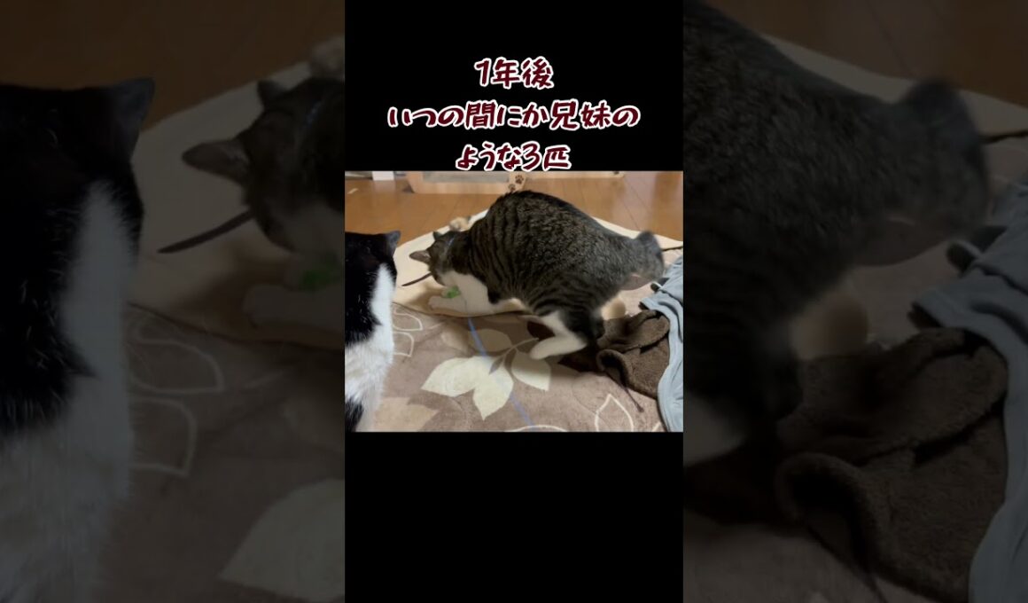 一緒にニャルソック#保護猫 #多頭飼い猫 #ねこ #三毛猫 #猫のいる暮らし