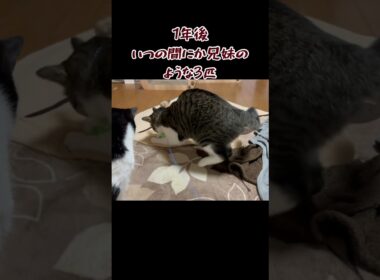 一緒にニャルソック#保護猫 #多頭飼い猫 #ねこ #三毛猫 #猫のいる暮らし