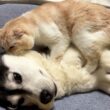 深夜に子猫がいなくなり緊急でハスキー犬を起こす猫がこちら...