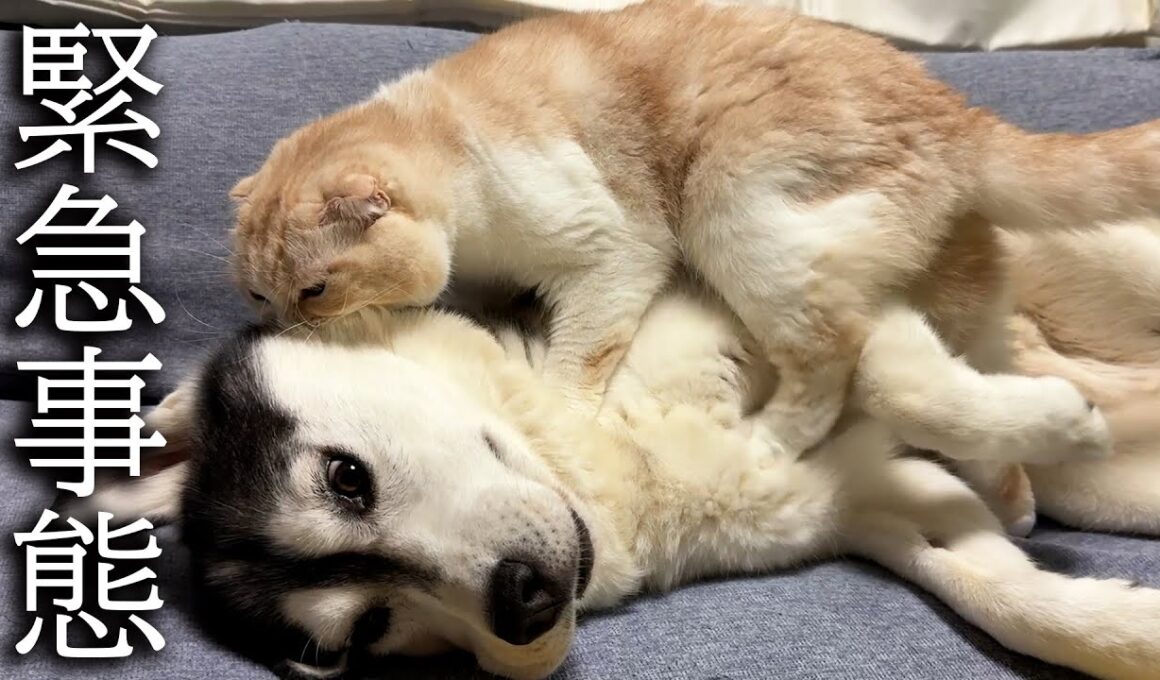 深夜に子猫がいなくなり緊急でハスキー犬を起こす猫がこちら...