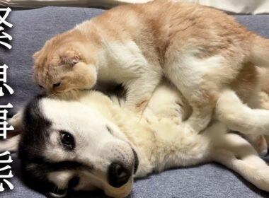 深夜に子猫がいなくなり緊急でハスキー犬を起こす猫がこちら...