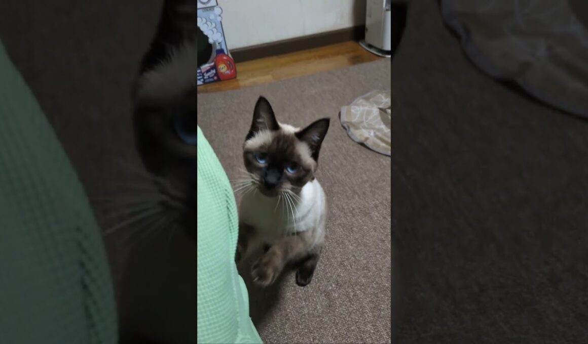 すこやかマロンちゃん便り🐈️ シャム猫☆マロンちゃん #シャム猫 #しゃむねこ #cat #catshorts #cute #ねこのいる生活 #ねこのいる暮らし