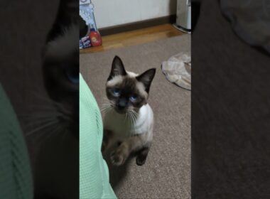 すこやかマロンちゃん便り🐈️ シャム猫☆マロンちゃん #シャム猫 #しゃむねこ #cat #catshorts #cute #ねこのいる生活 #ねこのいる暮らし